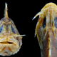 A stonefish with its switchblade in the deployed position.
